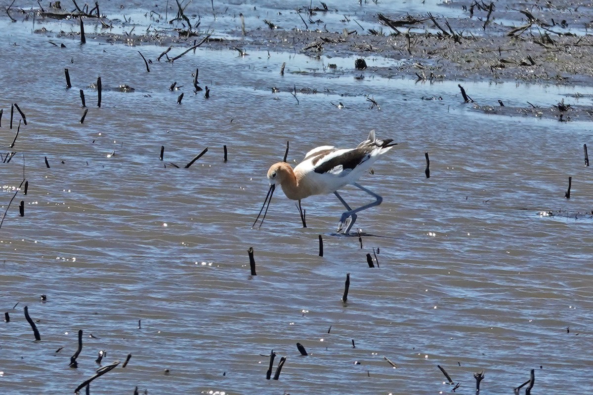 Avocette d'Amérique - ML620417638