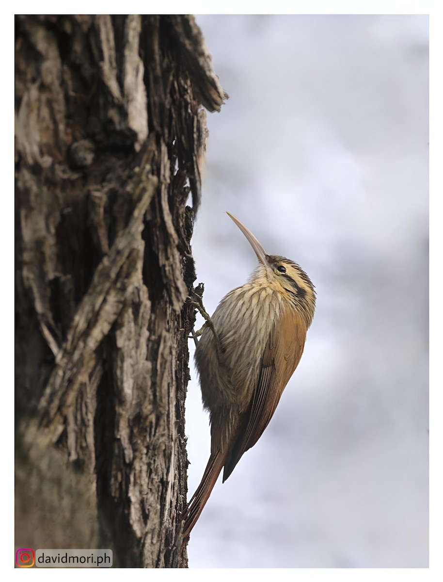 Narrow-billed Woodcreeper - ML620417639