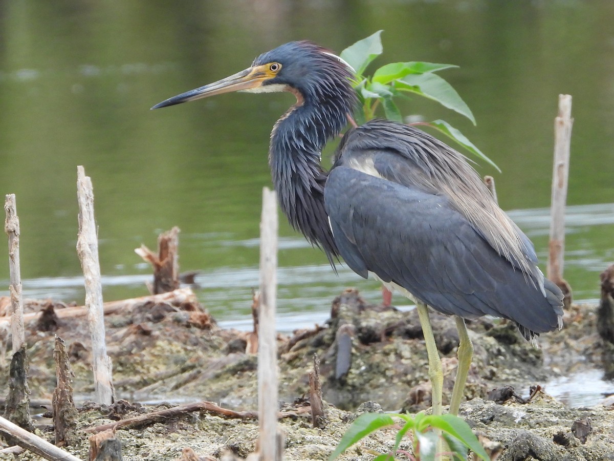 Tricolored Heron - ML620417644