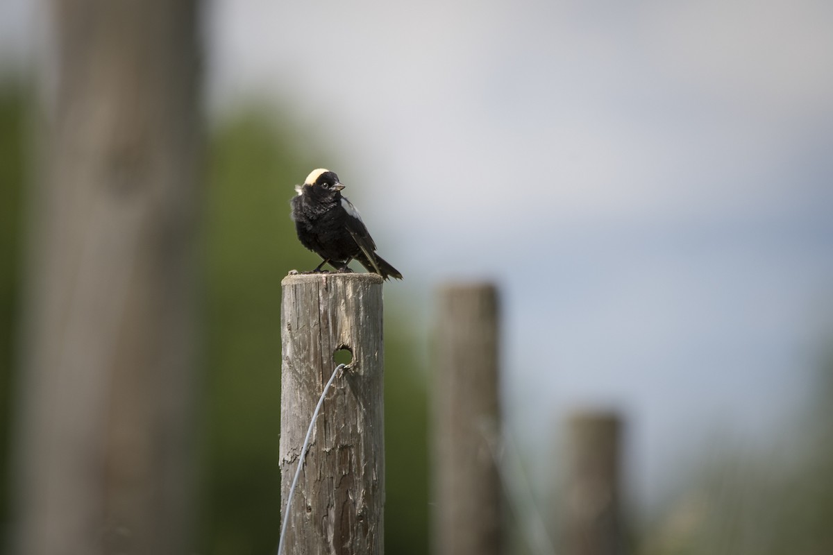 Bobolink - ML620417646