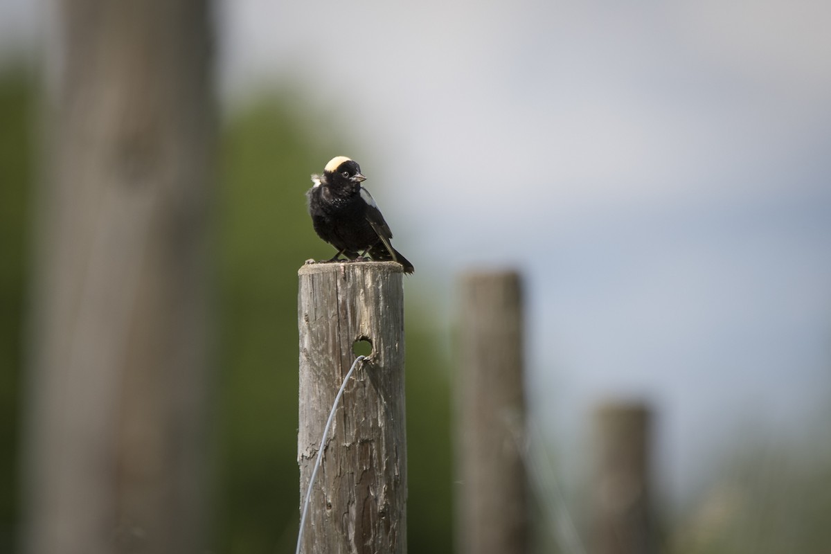 Bobolink - Jameson Koehn