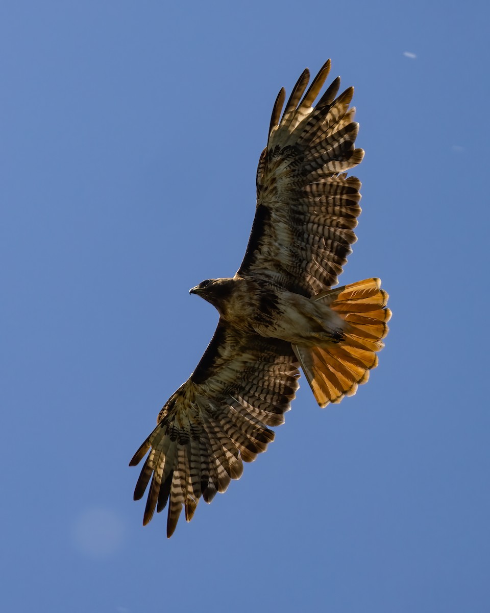 Red-tailed Hawk - ML620417652