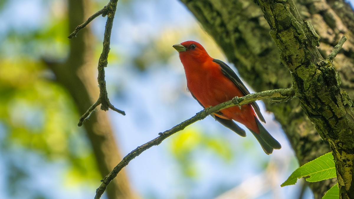 Scarlet Tanager - ML620417654