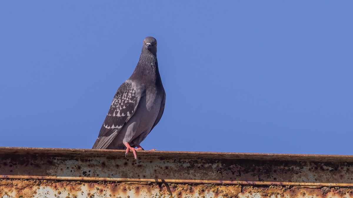 Rock Pigeon (Feral Pigeon) - ML620417656