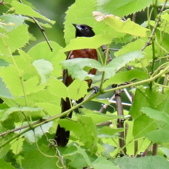 Orchard Oriole - ML620417658