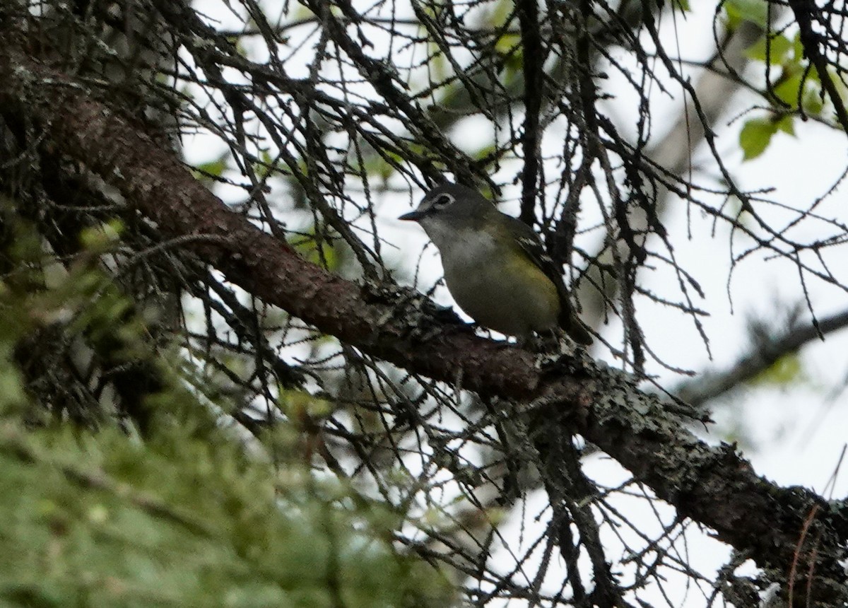 Graukopfvireo - ML620417663