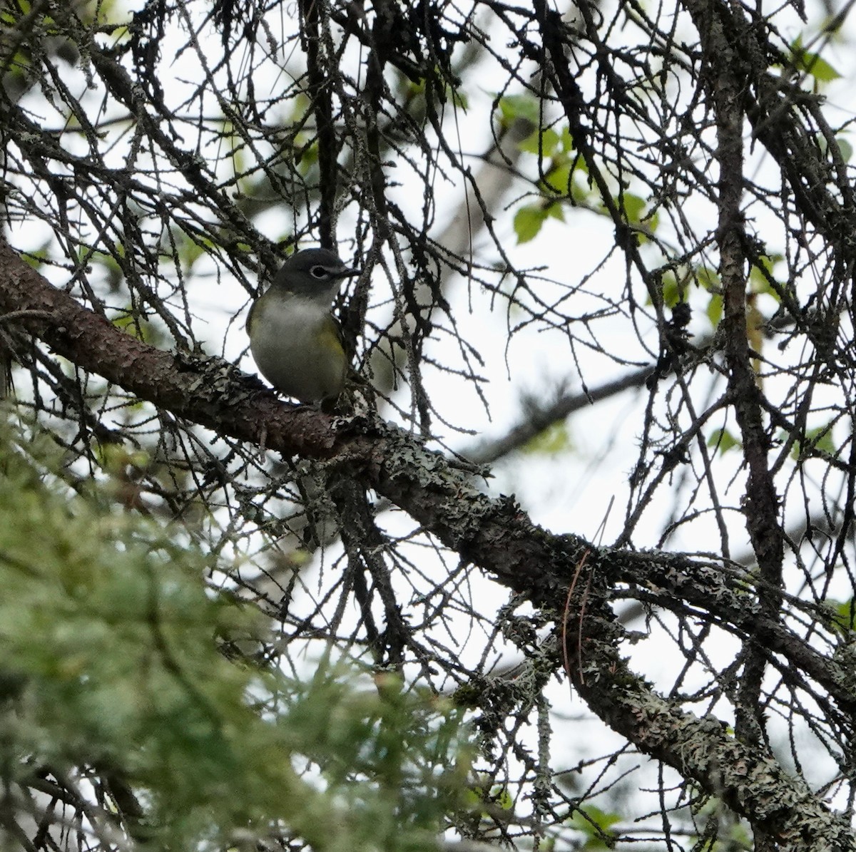 Mavi Başlı Vireo - ML620417664