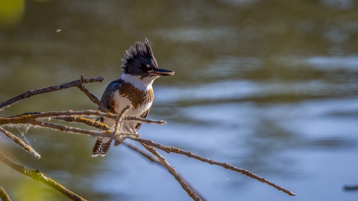 Belted Kingfisher - ML620417667