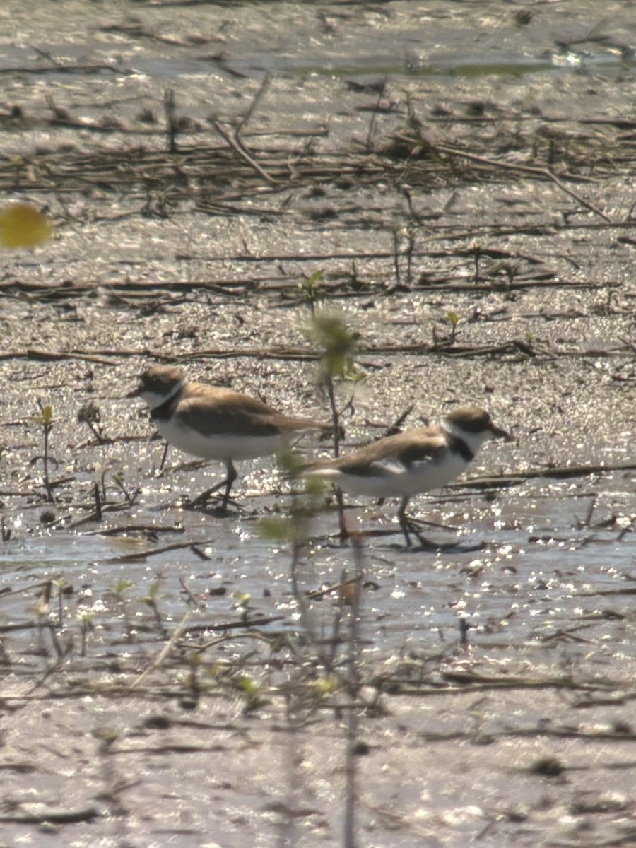 Semipalmated Plover - ML620417672