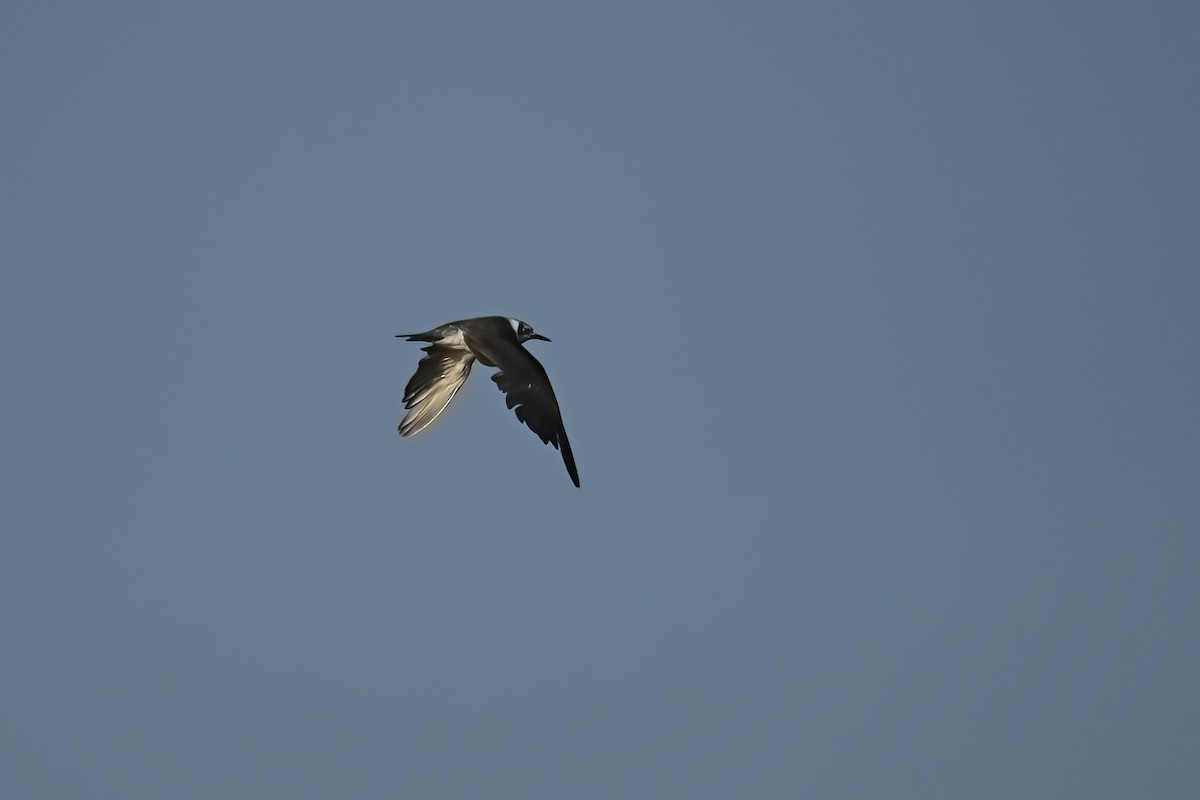 Black Tern - ML620417684