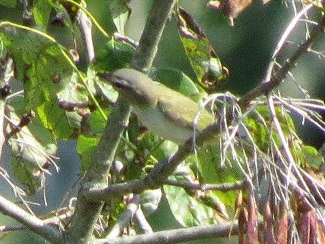 Red-eyed Vireo - Ian Teaell