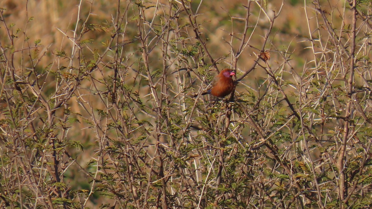 Violet-eared Waxbill - ML620417706