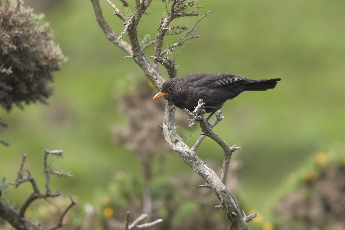 Eurasian Blackbird - ML620417717