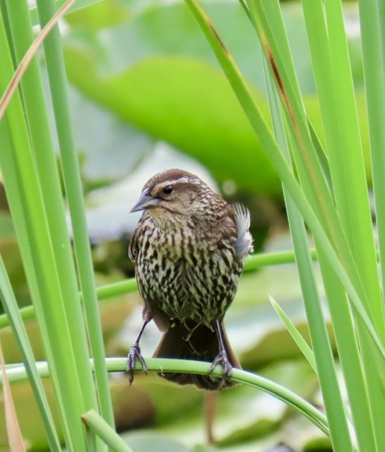 Red-winged Blackbird - ML620417719