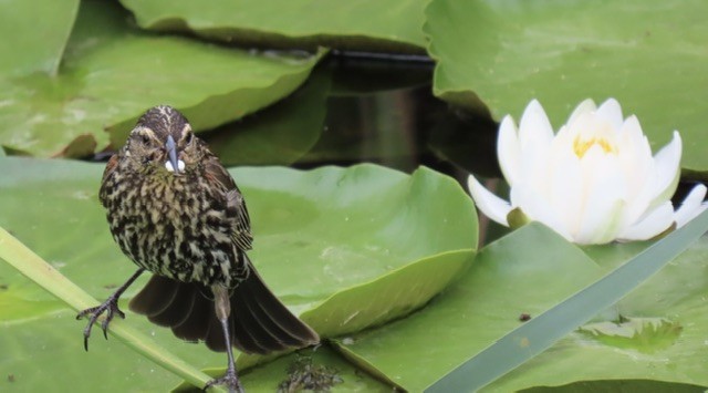 Red-winged Blackbird - ML620417722