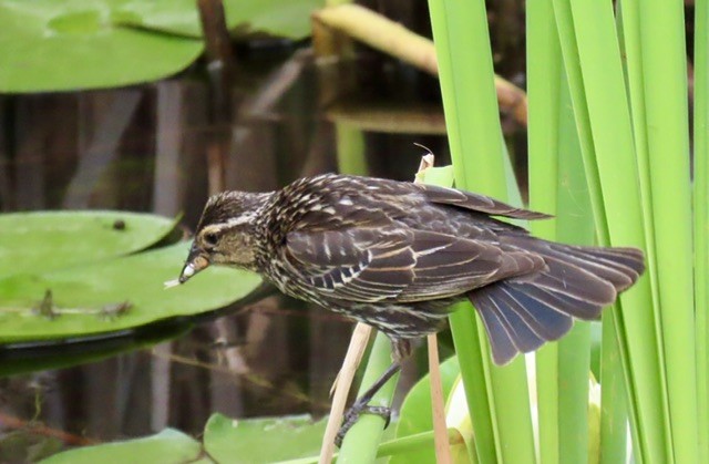 Red-winged Blackbird - ML620417723