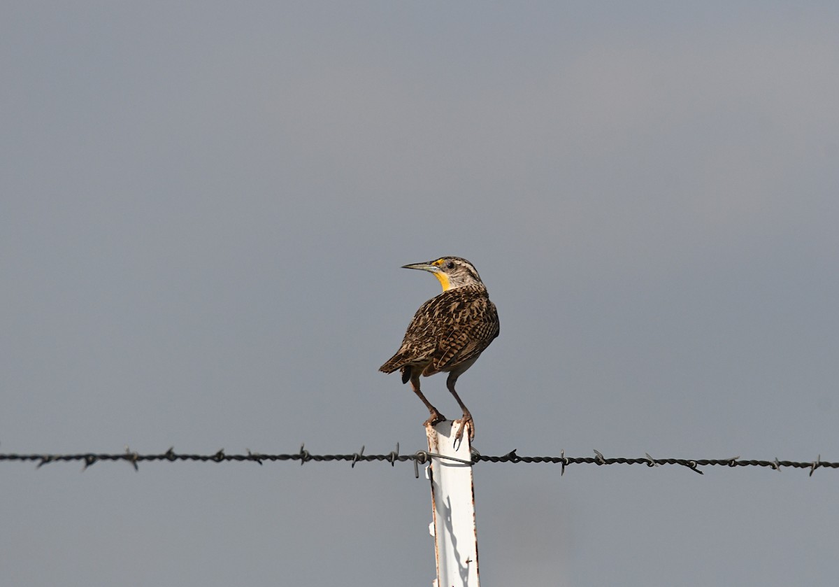 Western Meadowlark - ML620417730