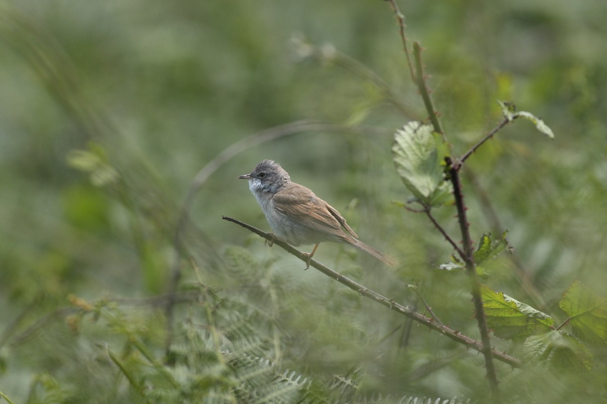 Greater Whitethroat - ML620417736