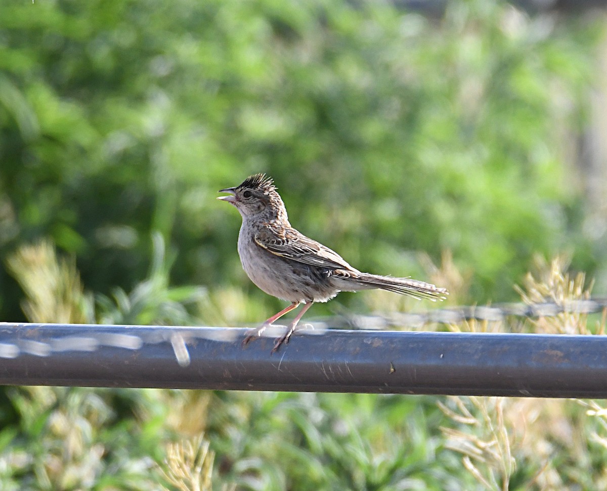 Cassin's Sparrow - ML620417738