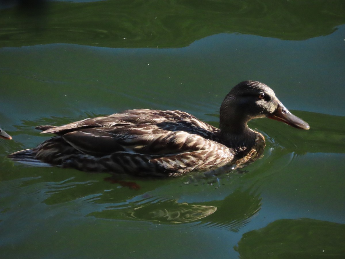 Canard colvert - ML620417742