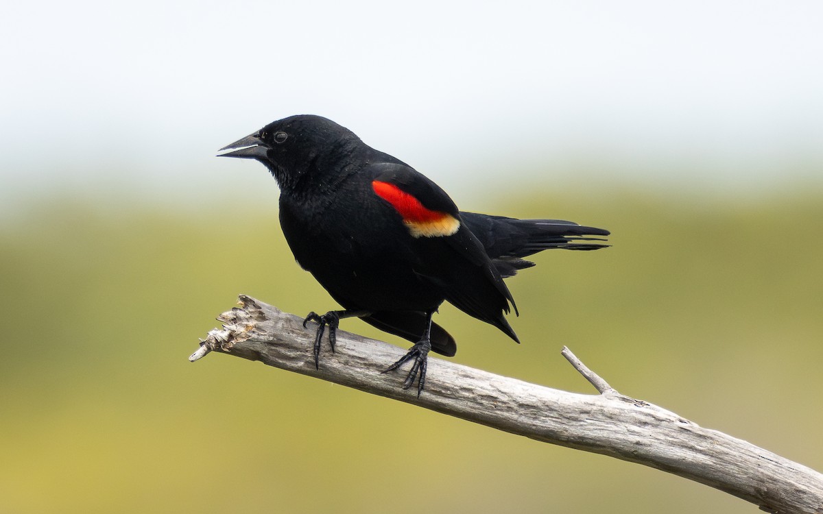 Red-winged Blackbird - ML620417746