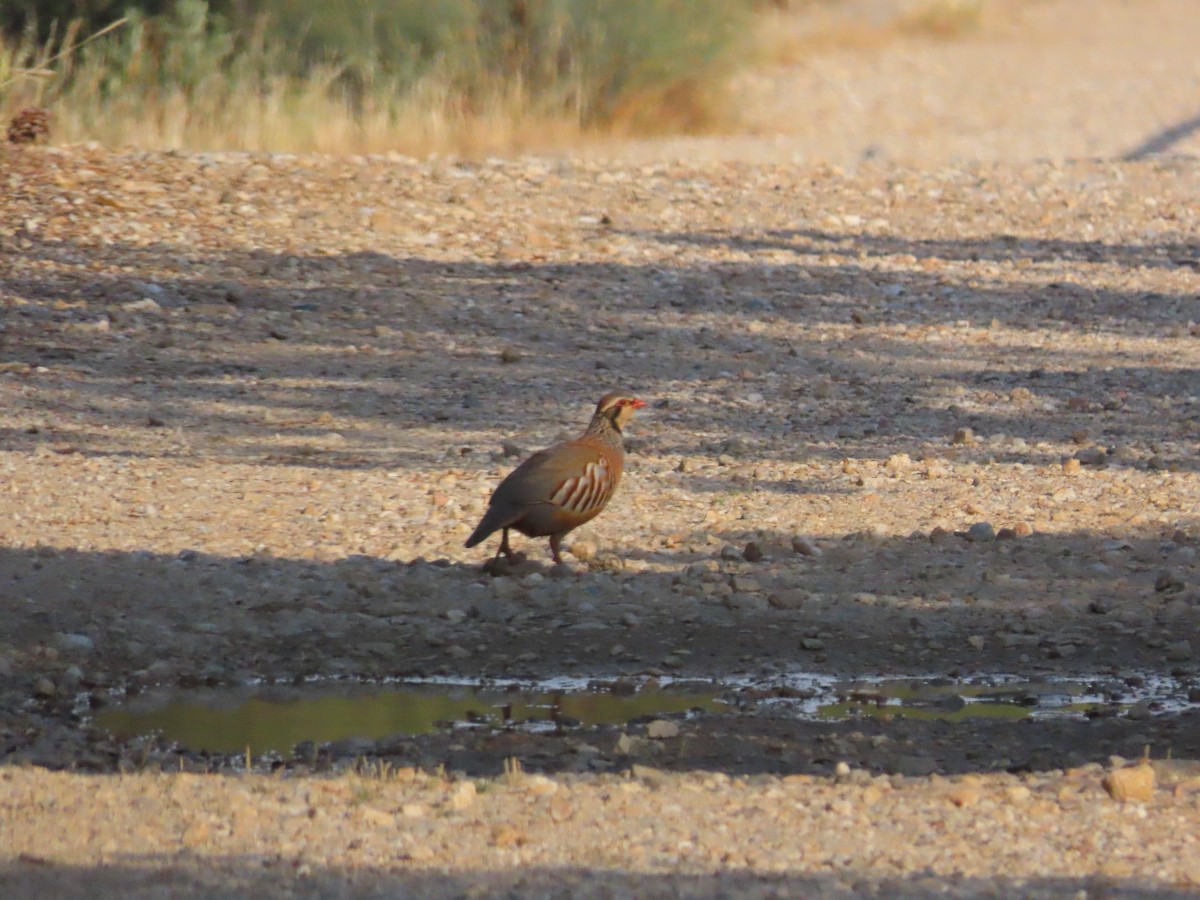 Red-legged Partridge - ML620417749