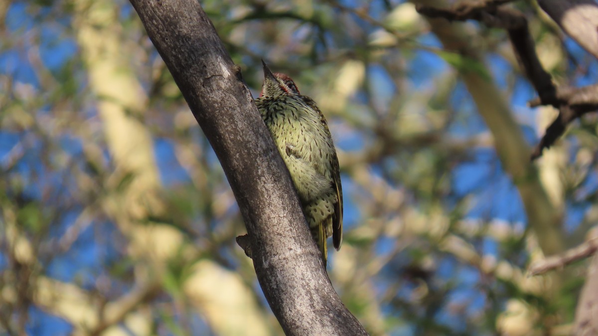 Golden-tailed Woodpecker (Golden-tailed) - ML620417775