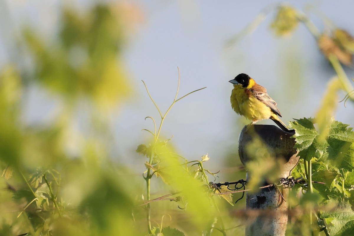 Black-headed Bunting - ML620417776