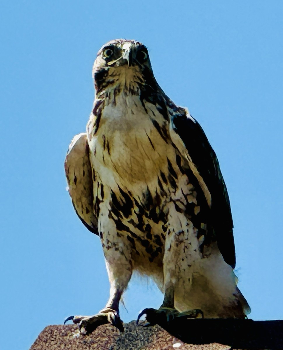 Red-tailed Hawk - Joe Banks