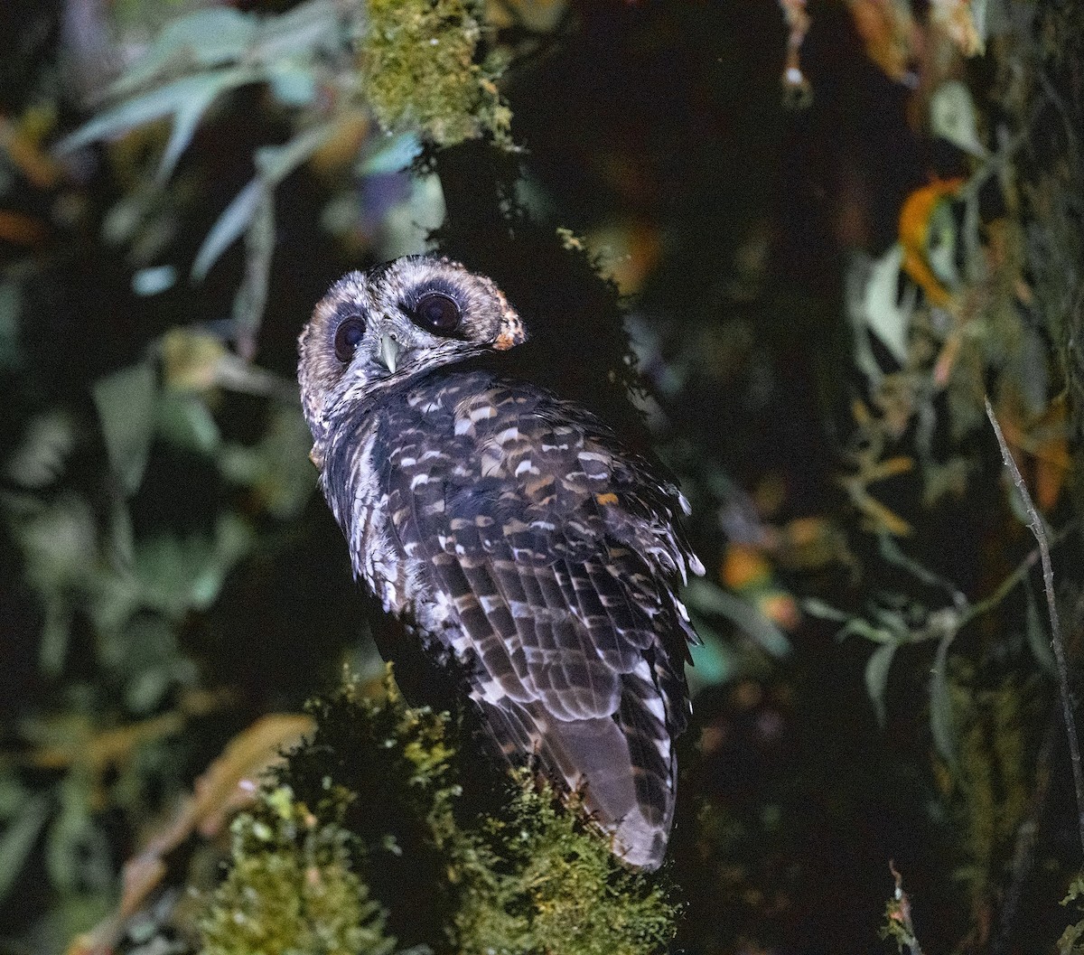 Rufous-banded Owl - ML620417798