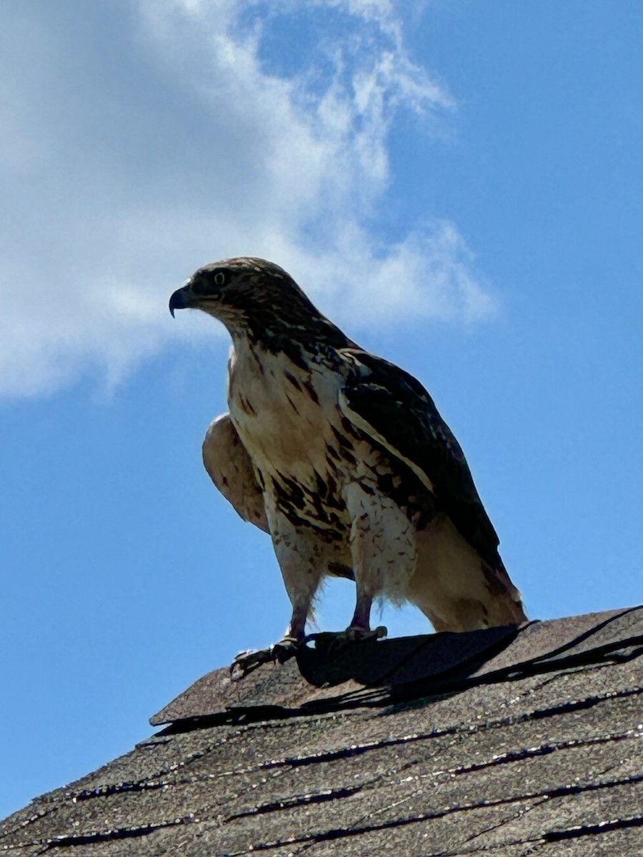 Red-tailed Hawk - ML620417801