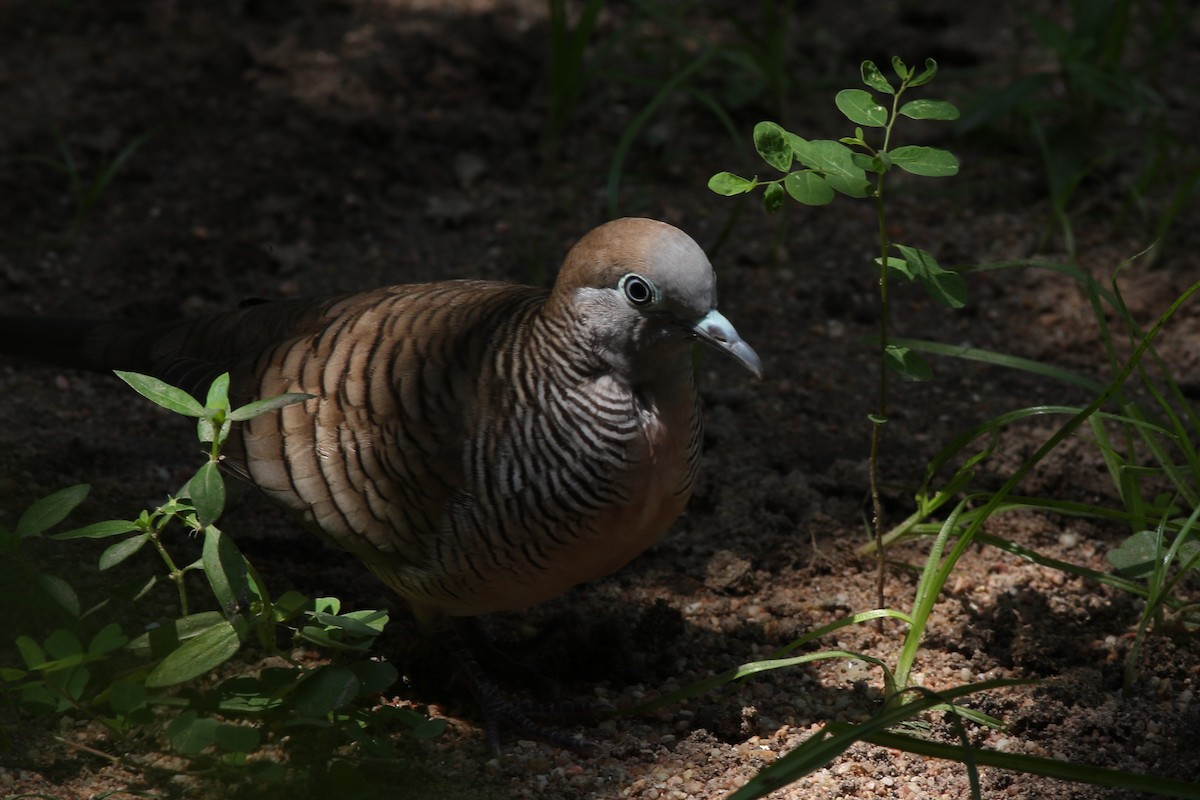 Zebra Dove - Andrey Mikhaylov