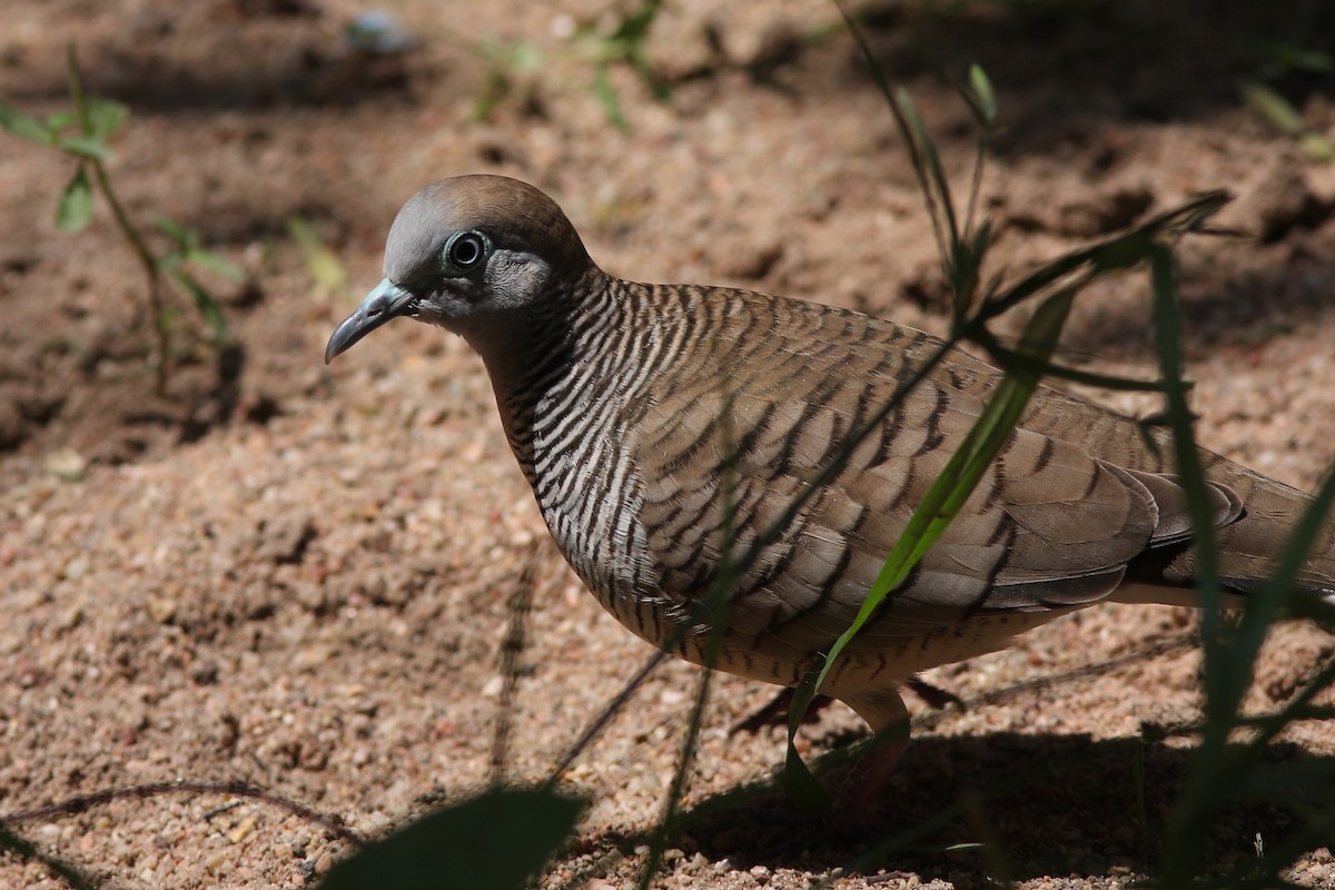 Zebra Dove - ML620417811