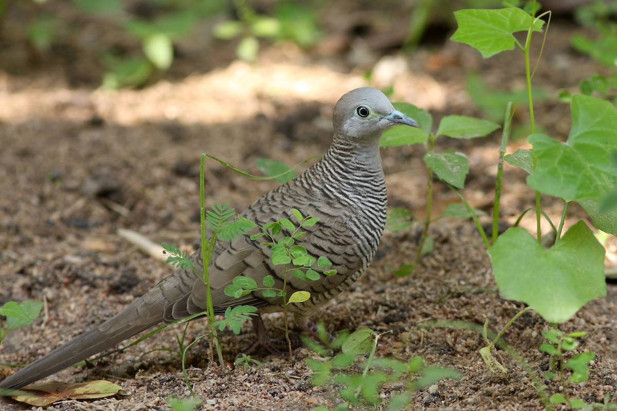 Zebra Dove - ML620417812