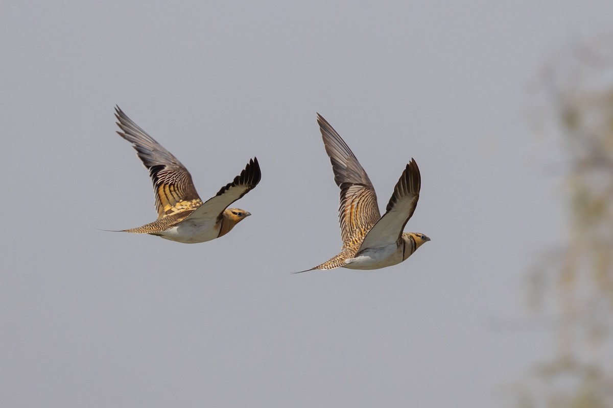 Pin-tailed Sandgrouse - ML620417821