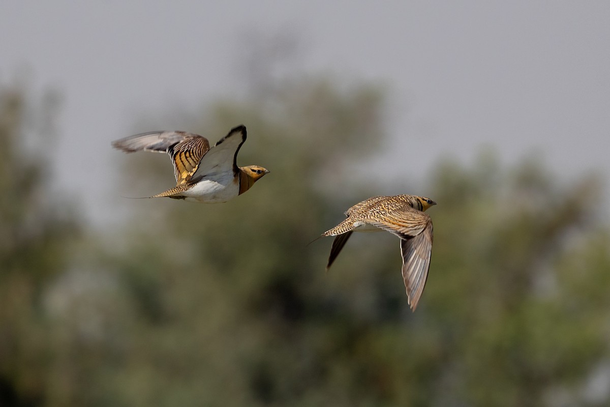 Pin-tailed Sandgrouse - ML620417823