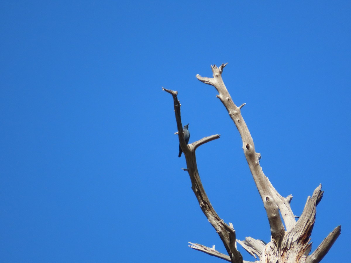 Blue Rock-Thrush - ML620417826