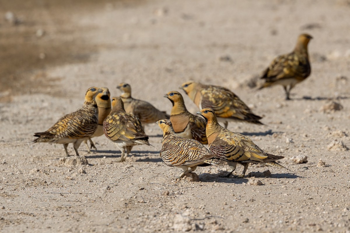 Pin-tailed Sandgrouse - ML620417827