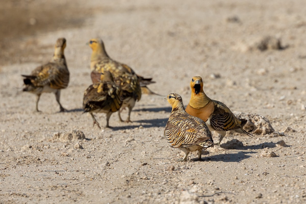 Pin-tailed Sandgrouse - ML620417829