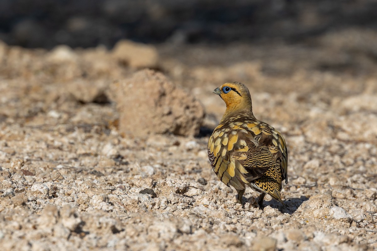 Pin-tailed Sandgrouse - ML620417830