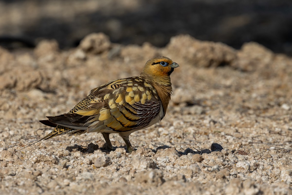 Pin-tailed Sandgrouse - ML620417831