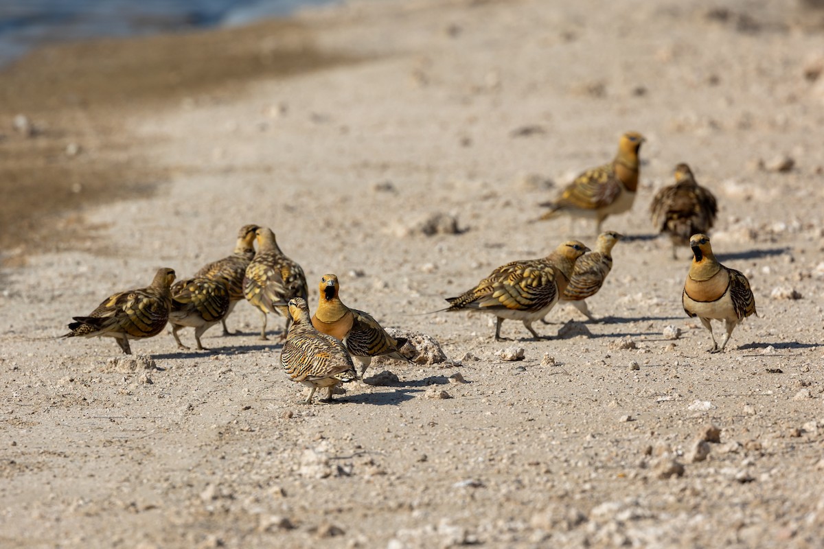 Pin-tailed Sandgrouse - ML620417832