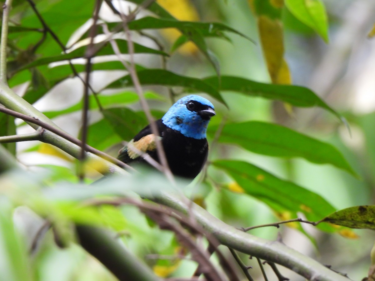 Blue-necked Tanager - ML620417833