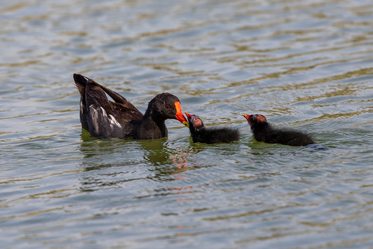 Gallinule poule-d'eau - ML620417840