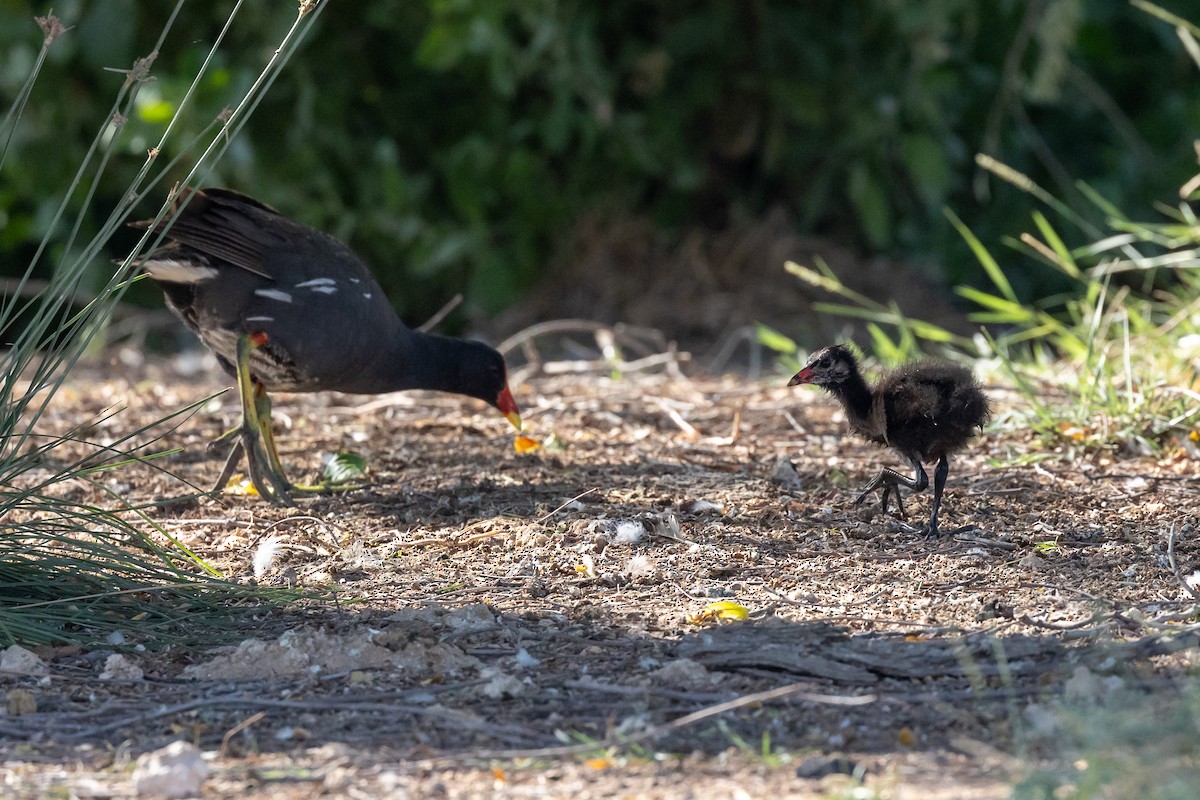 Gallinule poule-d'eau - ML620417842