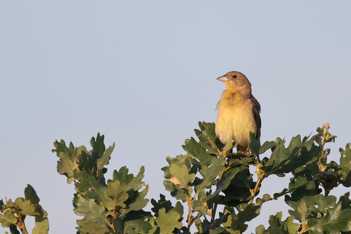 Black-headed Bunting - ML620417846