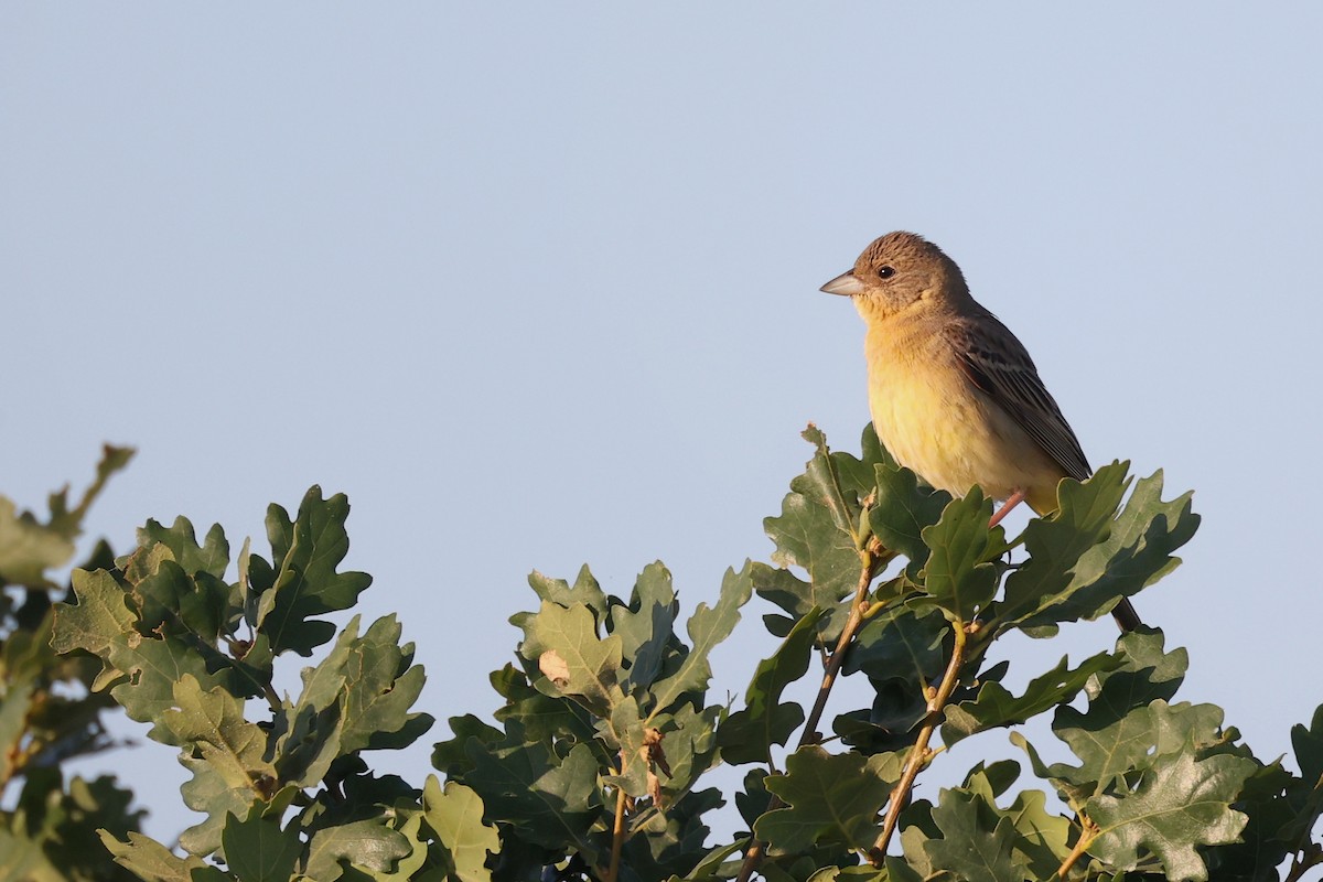 Black-headed Bunting - ML620417853