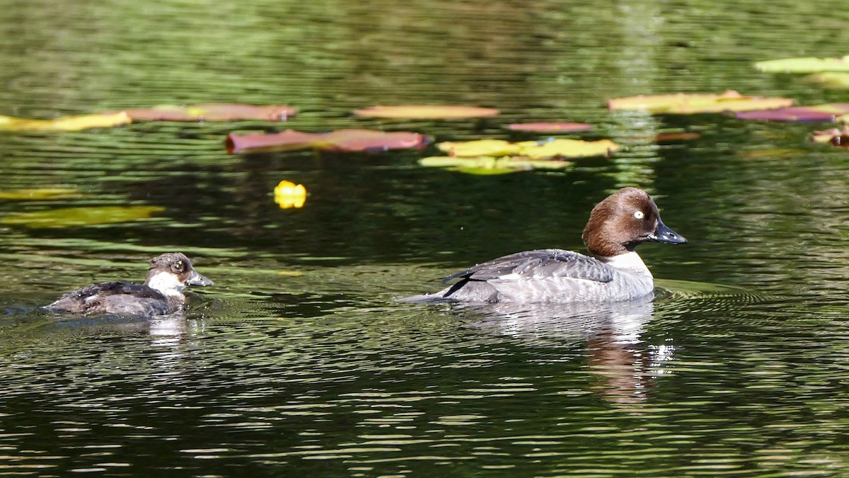 Common Goldeneye - ML620417857