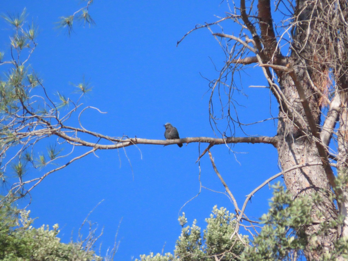 Blue Rock-Thrush - ML620417859