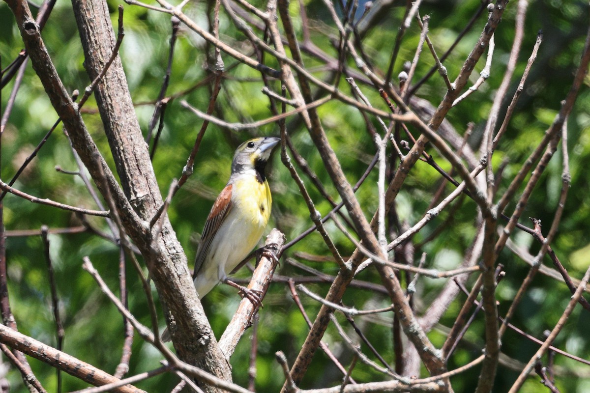 Dickcissel - ML620417878